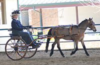 Heidi and Rocky Classic Carriage Driving