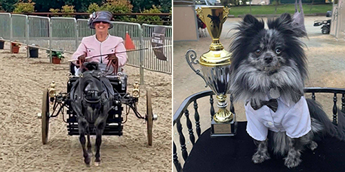 carriage dog
