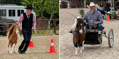 halter obstacle and country pleasure driving