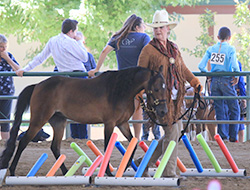 Heidi Arao and Mustang Sally on the obstacle Course